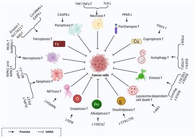 Regulated cell death in glioma: promising targets for natural small-molecule compounds